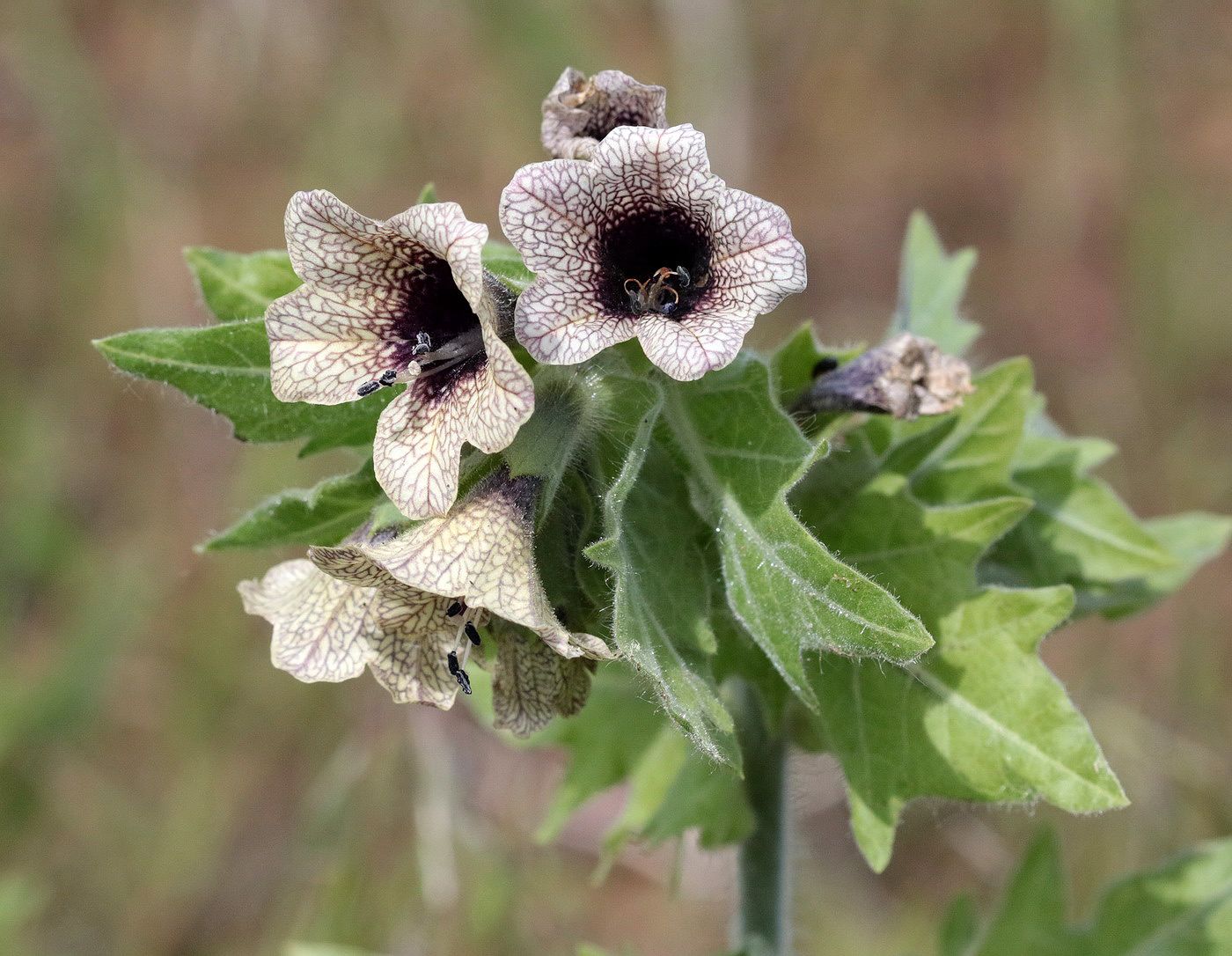 Изображение особи Hyoscyamus niger.