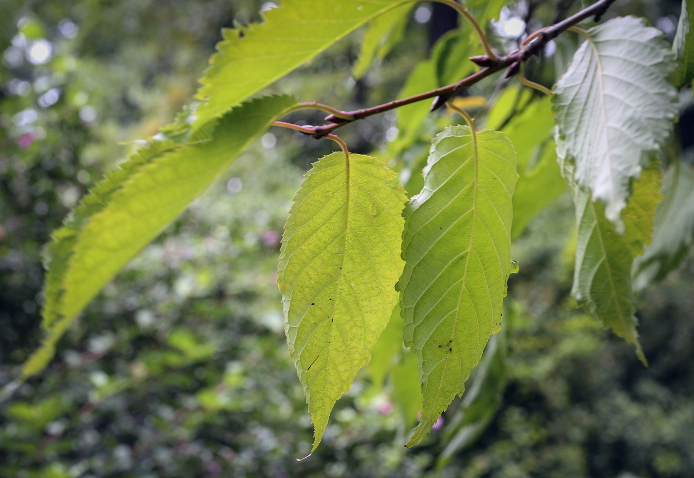 Image of Betula lenta specimen.