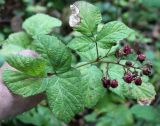 Rubus serpens. Верхушка побега с соплодиями. Краснодарский край, Туапсинский р-н, склон горы Индюк, широколиственный лес. 03.10.2020.