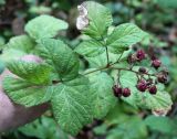 Rubus serpens