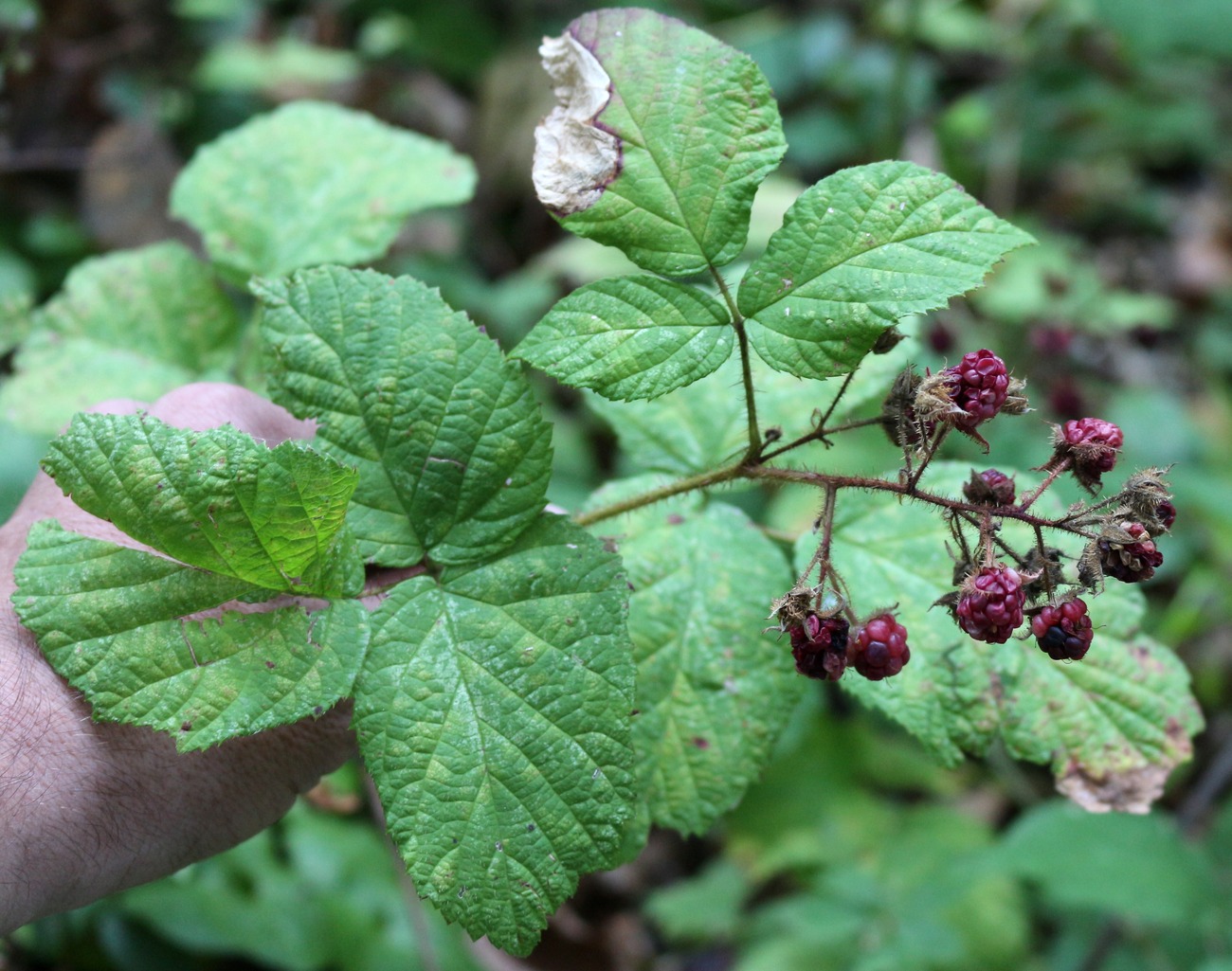 Image of Rubus serpens specimen.