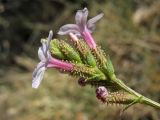 Plumbago europaea. Верхушка соцветия. Хорватия, Дубровник, побережье Адриатического моря, глинистый приморский склон. 29 августа 2010 г.