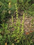 Dysphania botrys