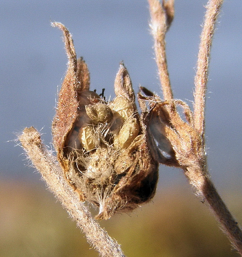 Image of Potentilla acervata specimen.