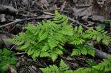 Gymnocarpium dryopteris