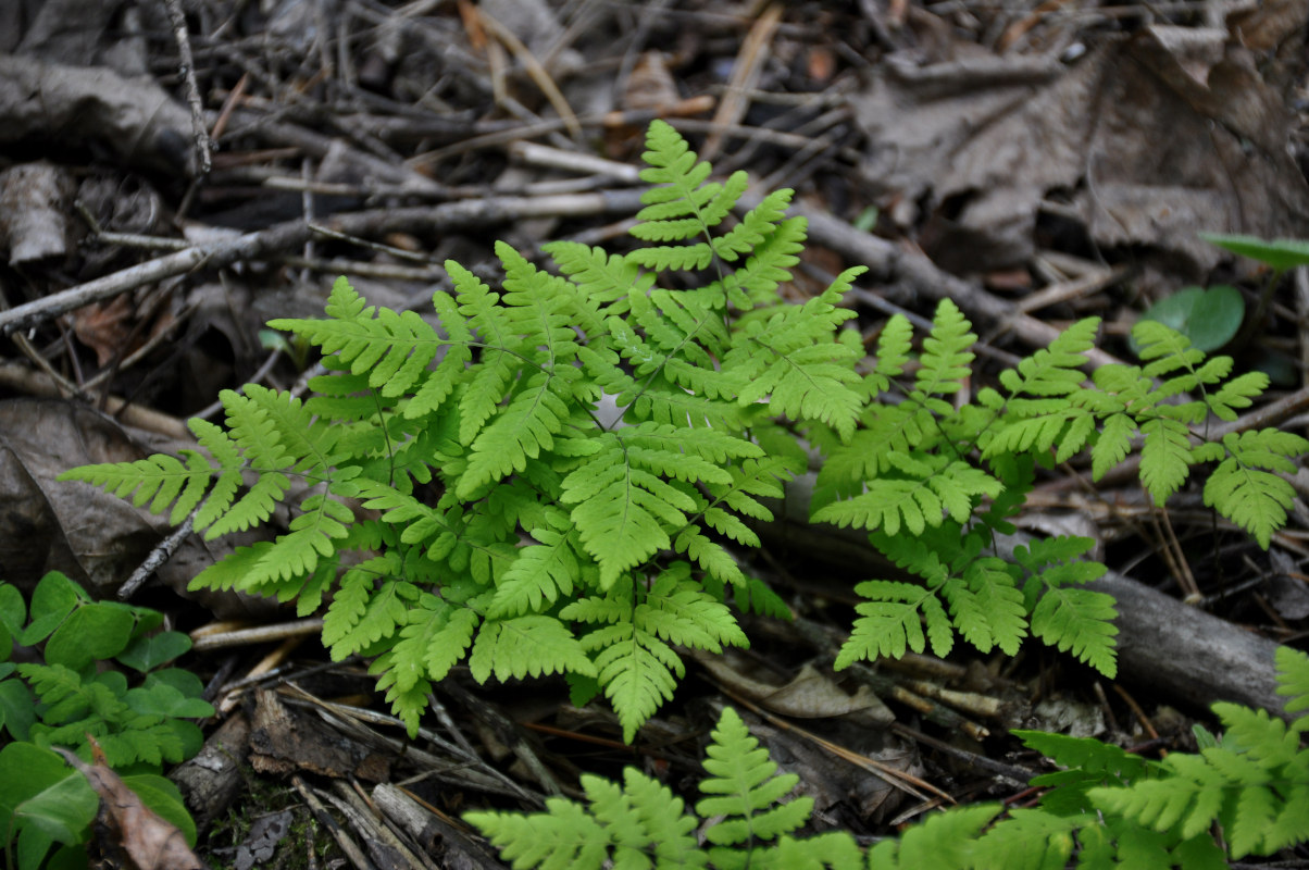 Изображение особи Gymnocarpium dryopteris.