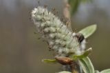 Salix schwerinii