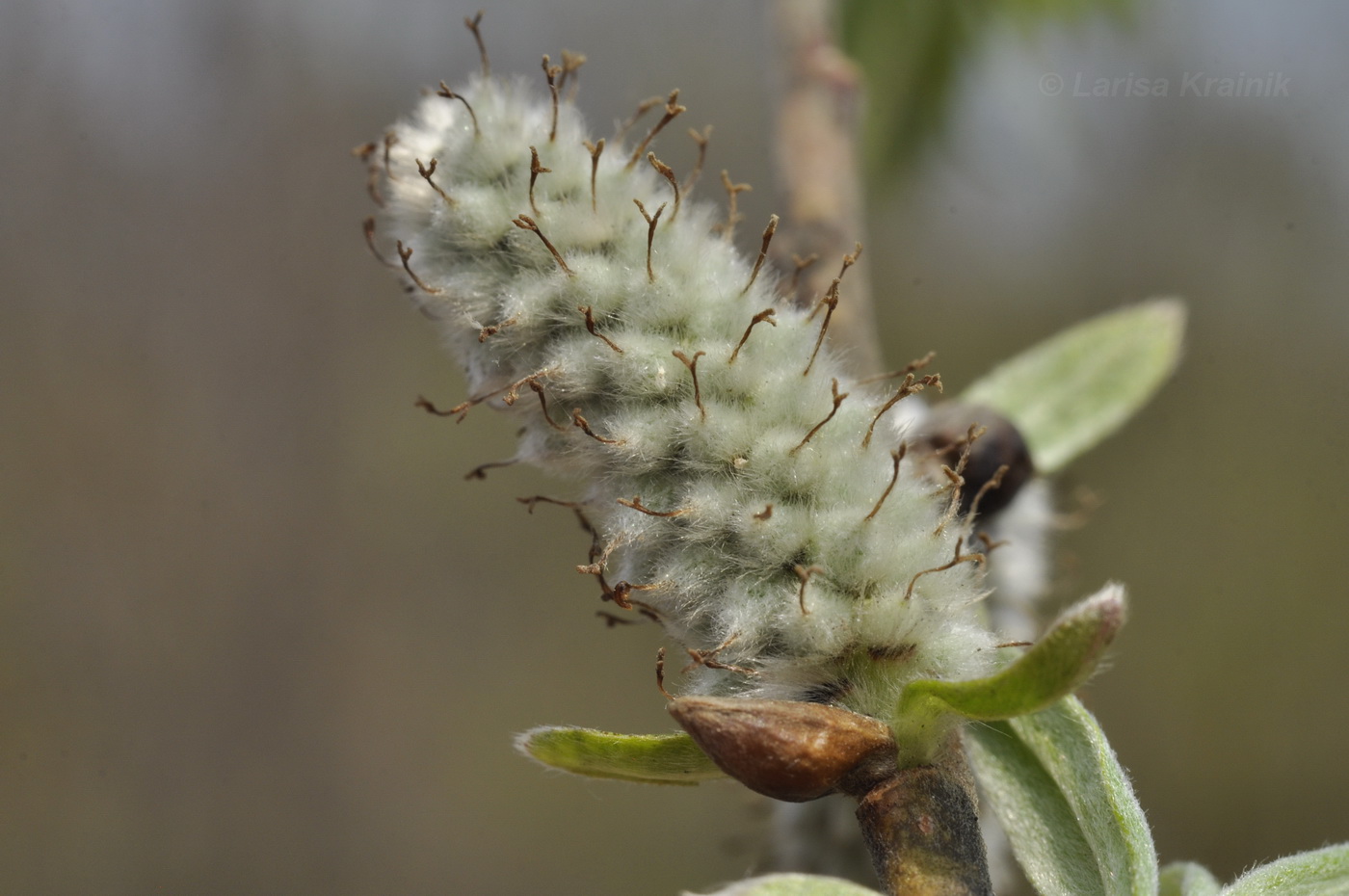 Image of Salix schwerinii specimen.