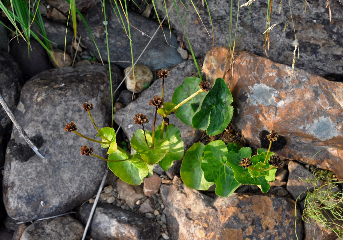 Image of Caltha palustris specimen.