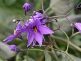 Solanum kitagawae