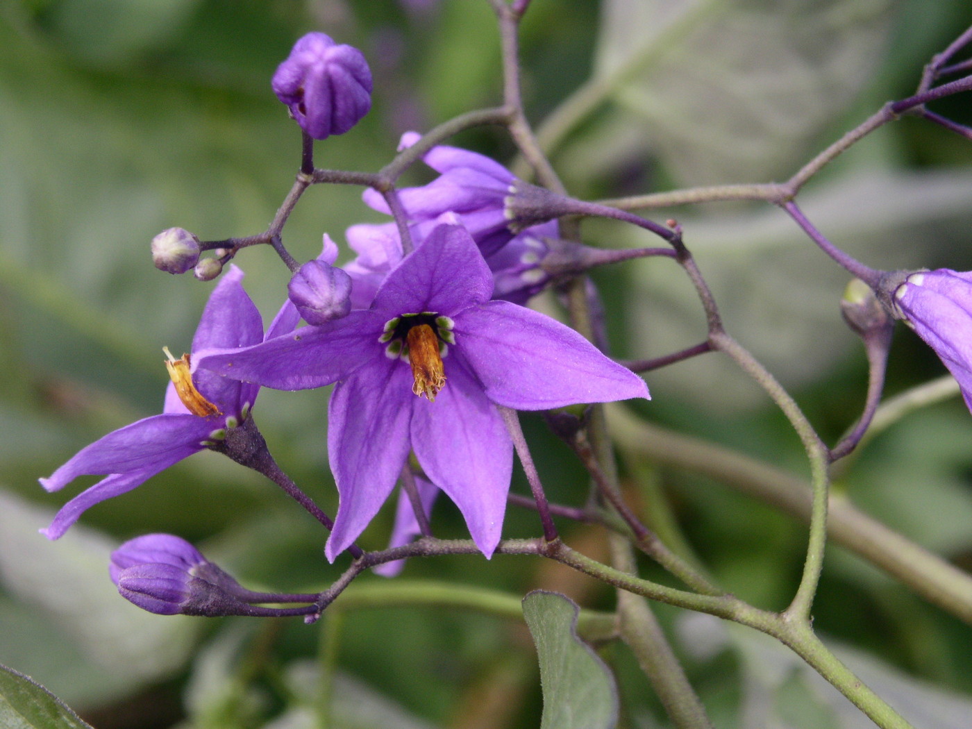 Image of Solanum kitagawae specimen.