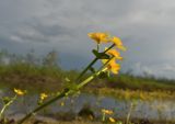 genus Caltha