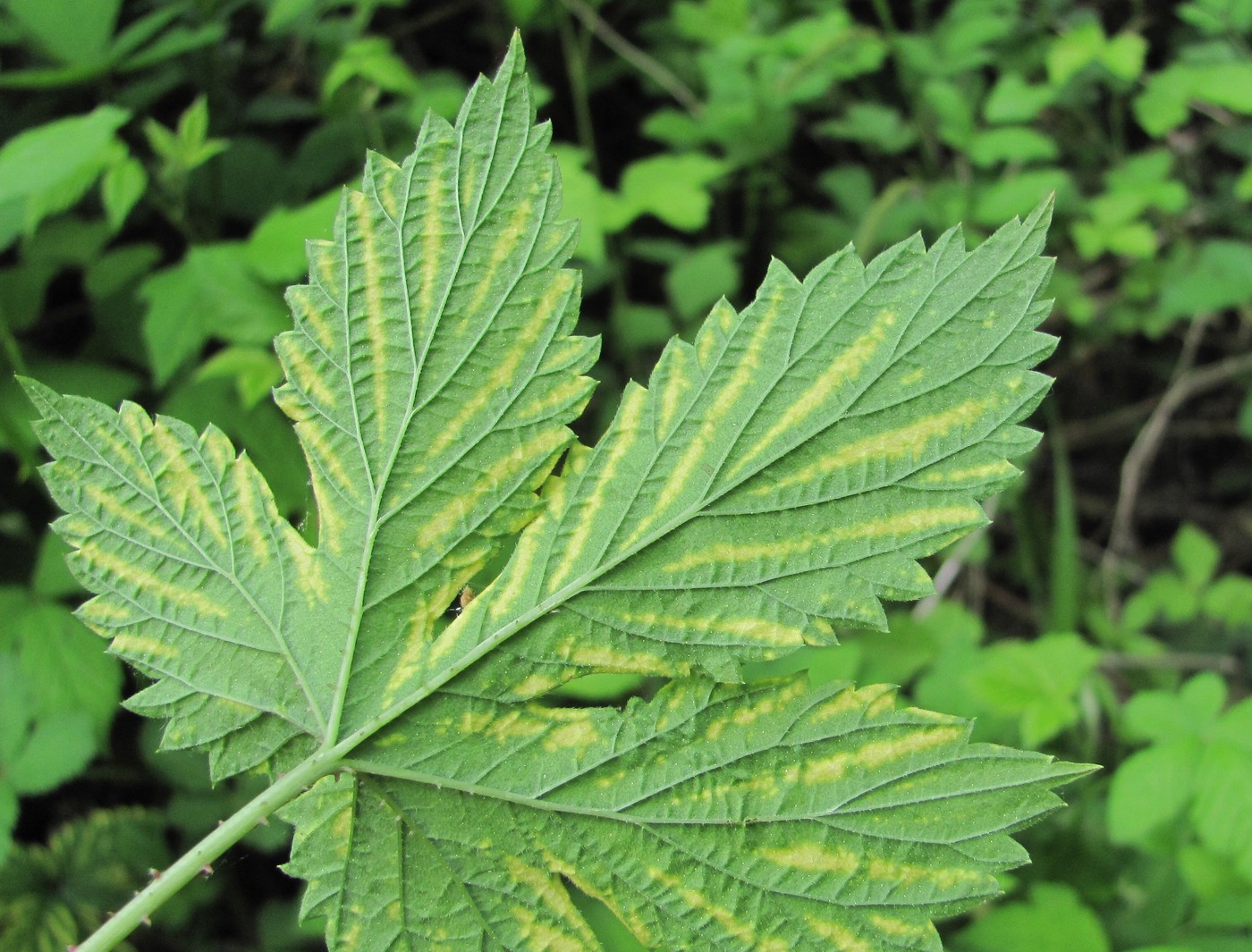 Изображение особи Humulus lupulus.