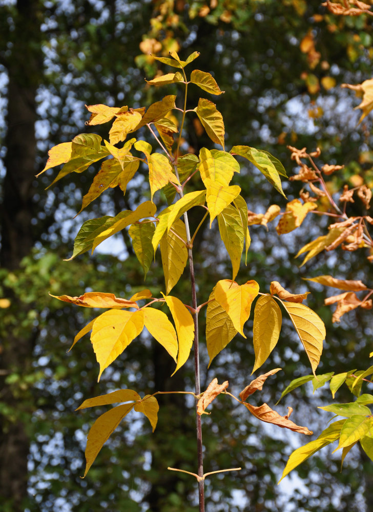 Image of Acer negundo specimen.