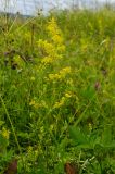 Galium verum