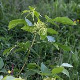 Ptelea trifoliata