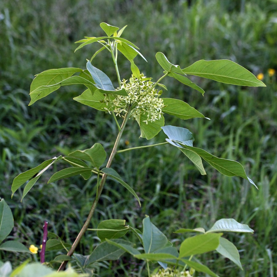 Изображение особи Ptelea trifoliata.