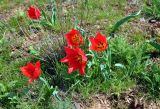 Tulipa suaveolens