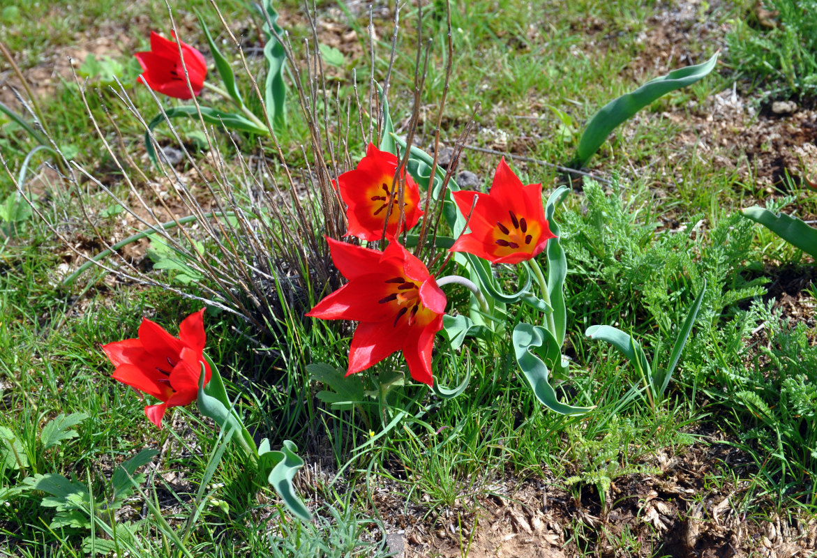 Image of Tulipa suaveolens specimen.