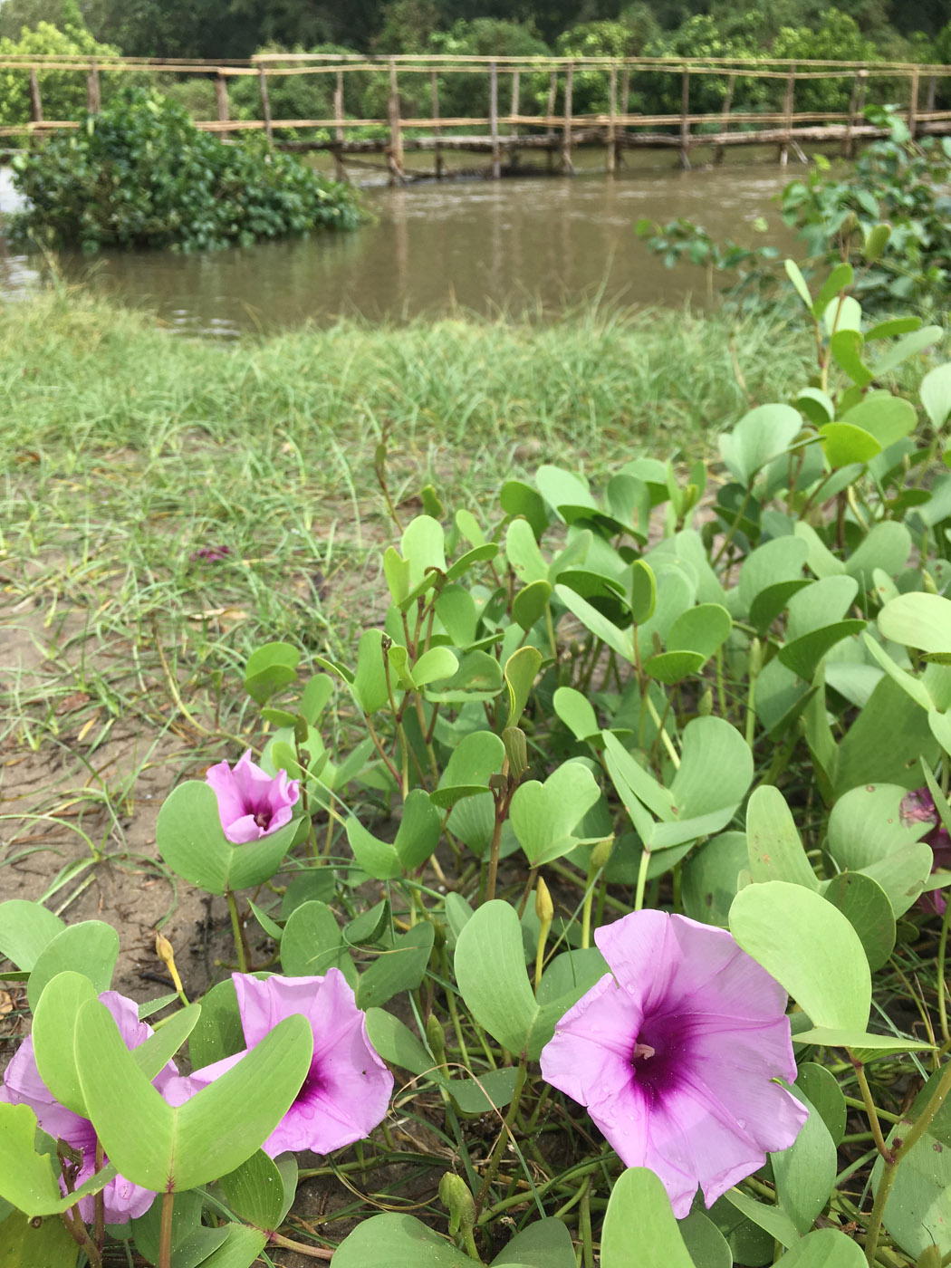 Image of Ipomoea pes-caprae specimen.