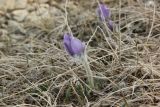 Pulsatilla violacea. Цветущее растение. Республика Адыгея, окр. истока ручья Молочка, субальпийский луг. 8 мая 2021 г.