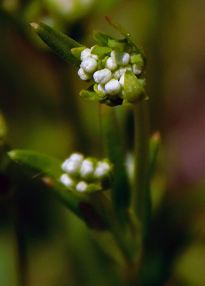 Image of Galium tenuissimum specimen.