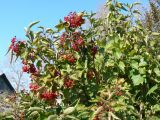 Viburnum sargentii