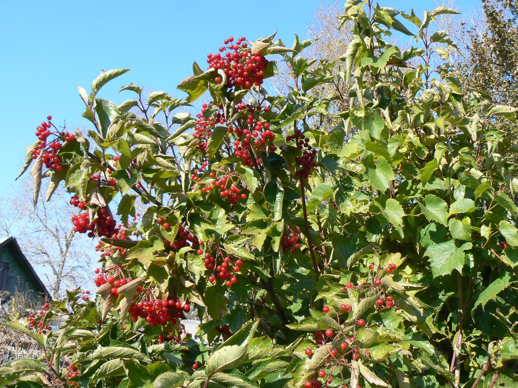 Изображение особи Viburnum sargentii.