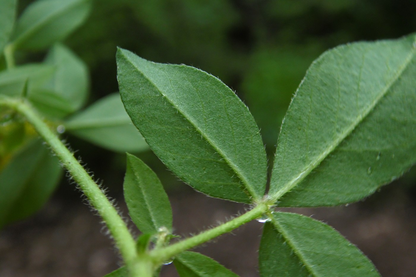 Изображение особи Argyrolobium biebersteinii.