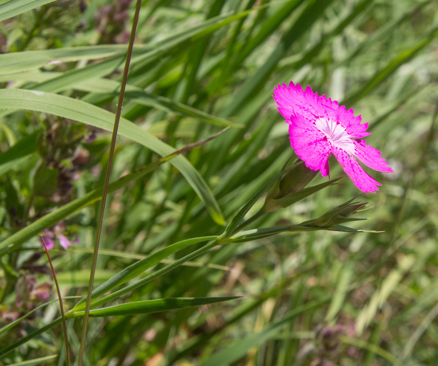 Image of Dianthus caucaseus specimen.