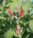 Canna indica