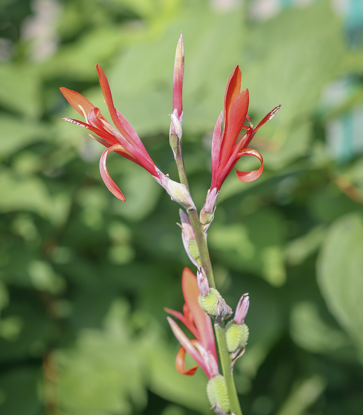 Image of Canna indica specimen.