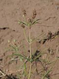 Plantago arenaria