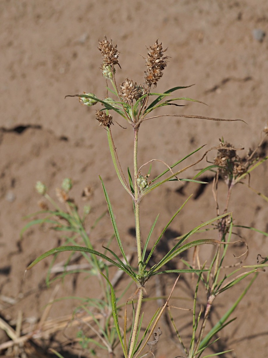 Image of Plantago arenaria specimen.