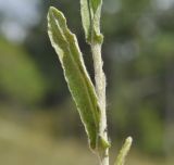 Helichrysum arenarium. Часть побега цветущего растения. Крым, г. Симферополь, окр. мкр-на Пневматика, склон куэсты. 21.08.2021.