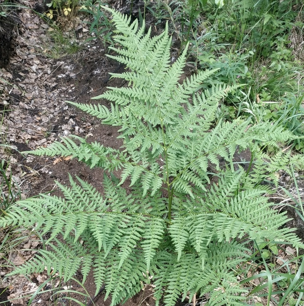 Image of Pteridium pinetorum specimen.