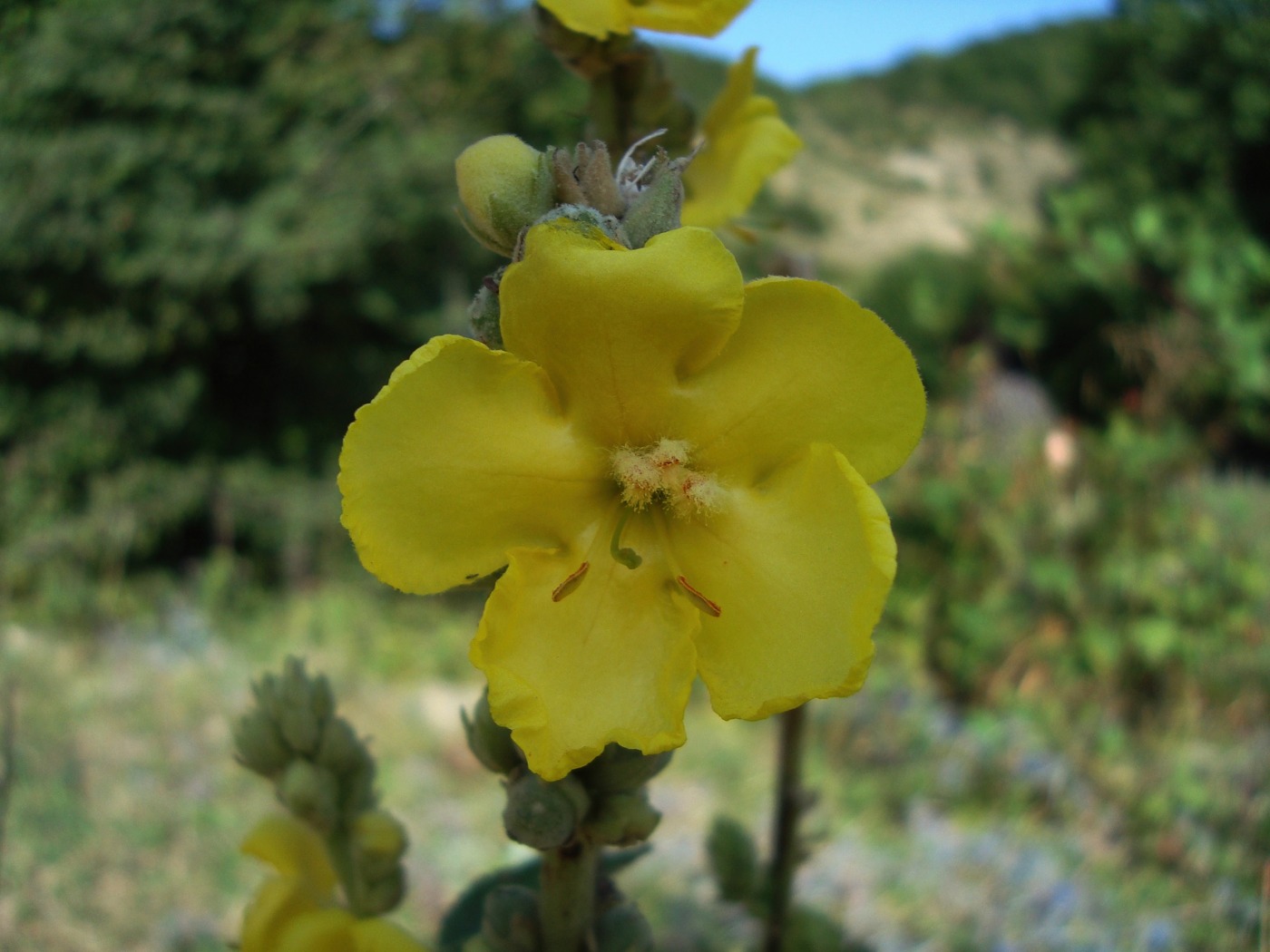 Image of Verbascum songaricum specimen.