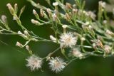 Symphyotrichum graminifolium. Верхушка цветущего и плодоносящего растения. Краснодарский край, Лазаревский р-н, мкр-н Дагомыс, гора Успенка, обочина дороги. 29.09.2021.