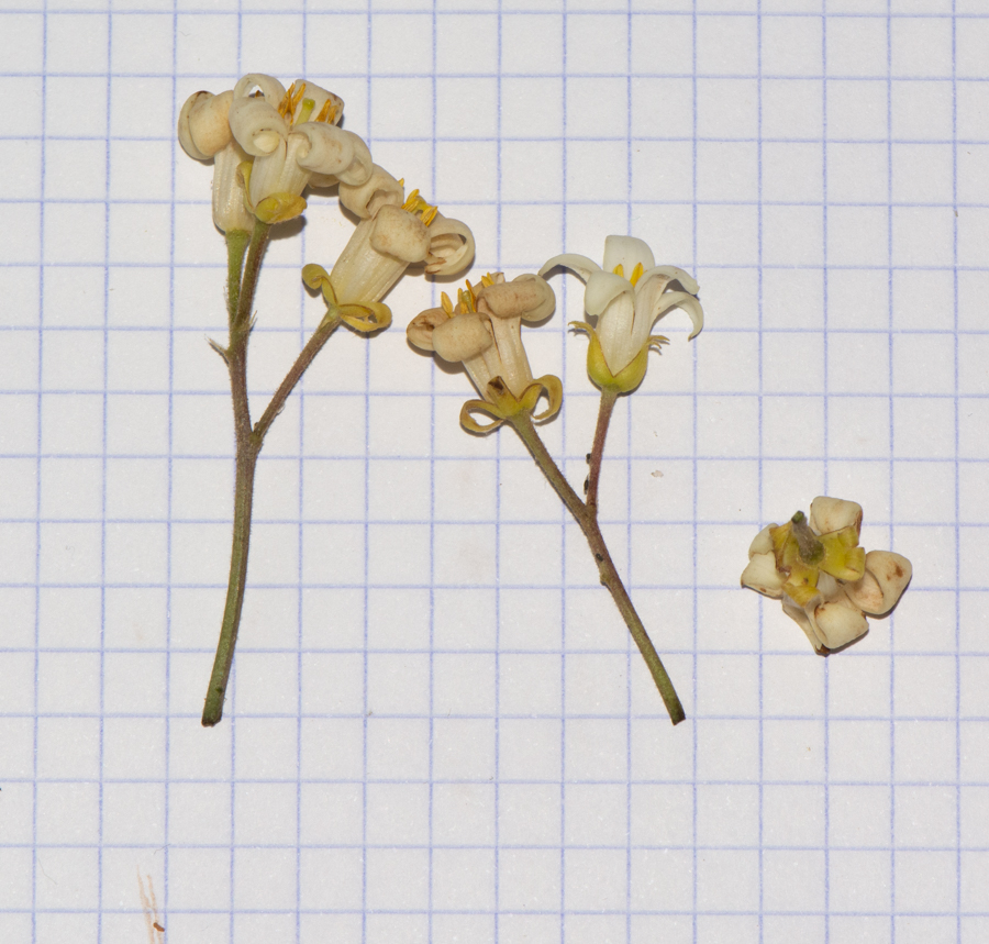 Image of Pittosporum undulatum specimen.