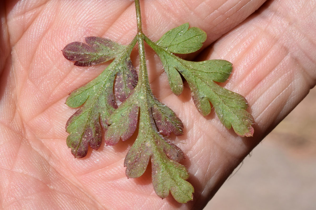 Image of Geranium robertianum specimen.