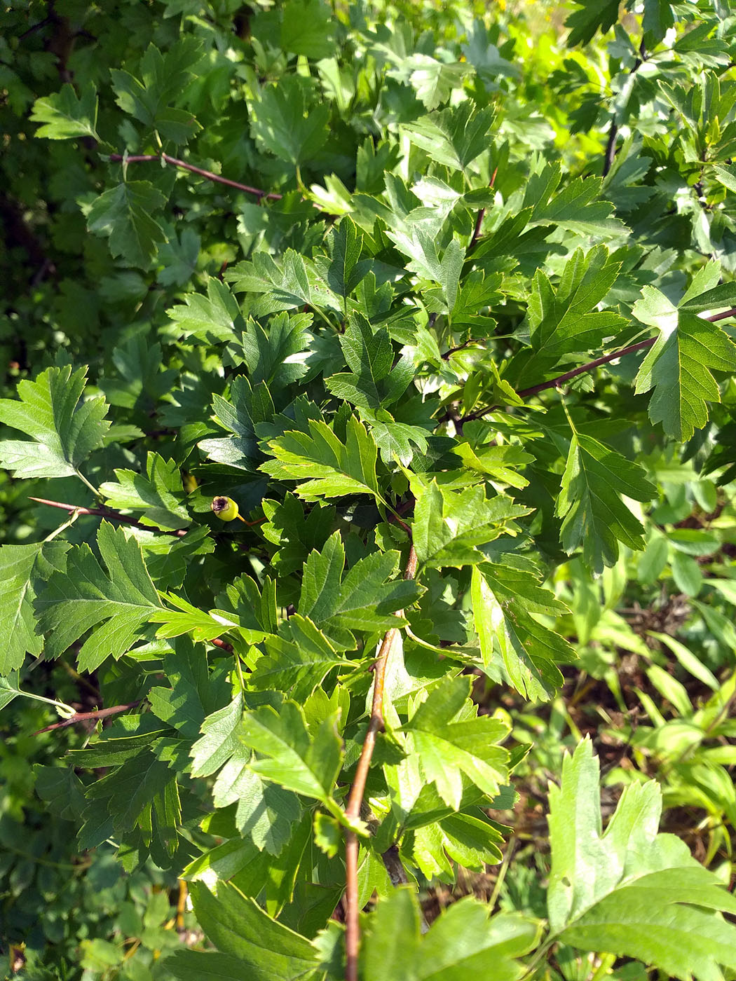 Image of Crataegus monogyna specimen.