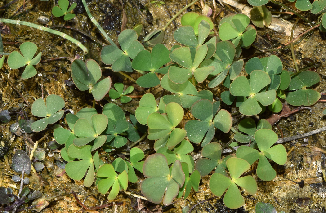 Image of Marsilea quadrifolia specimen.