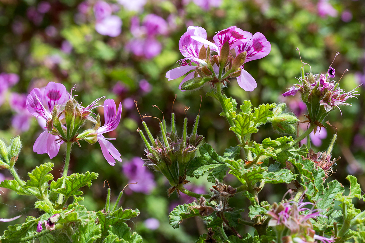 Image of Pelargonium quercifolium specimen.