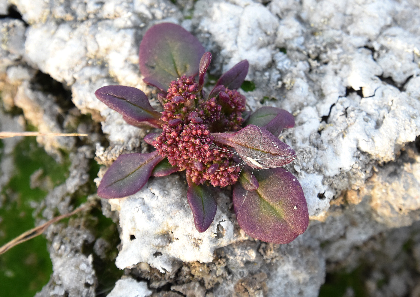 Изображение особи Oxybasis chenopodioides.