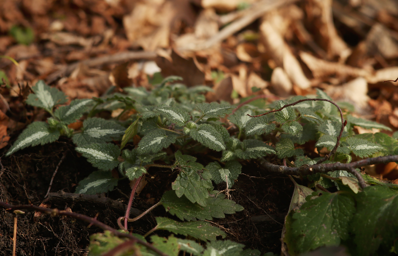 Image of Lamium maculatum specimen.