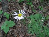 Pyrethrum coccineum. Верхушка цветущего растения. Северная Осетия, гор. округ Владикавказ, между с. Ниж. Ларс и Чми, ок. 1300 м н.у.м., разреженный лес на склоне. 12.06.2021.