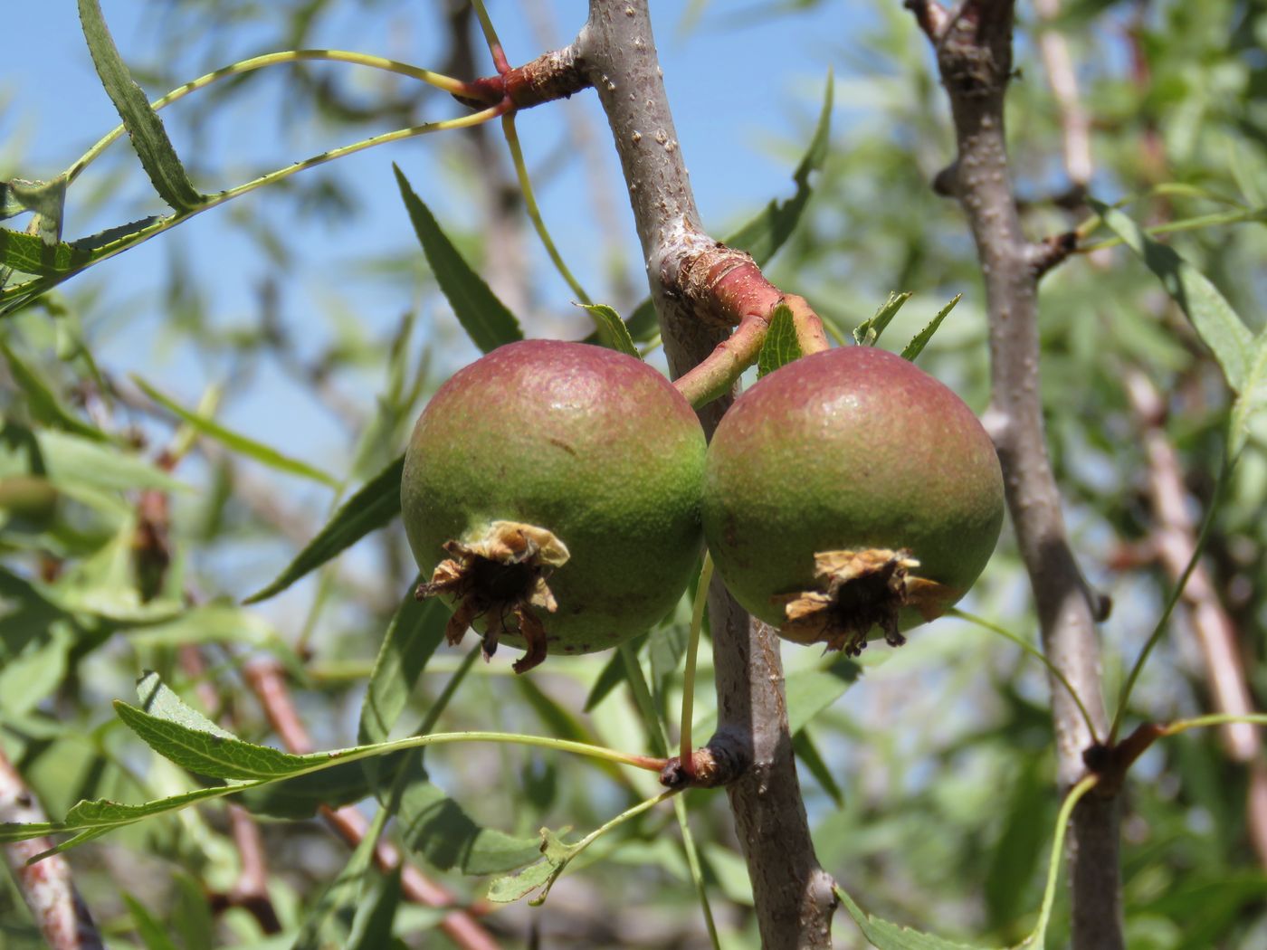 Image of Pyrus regelii specimen.