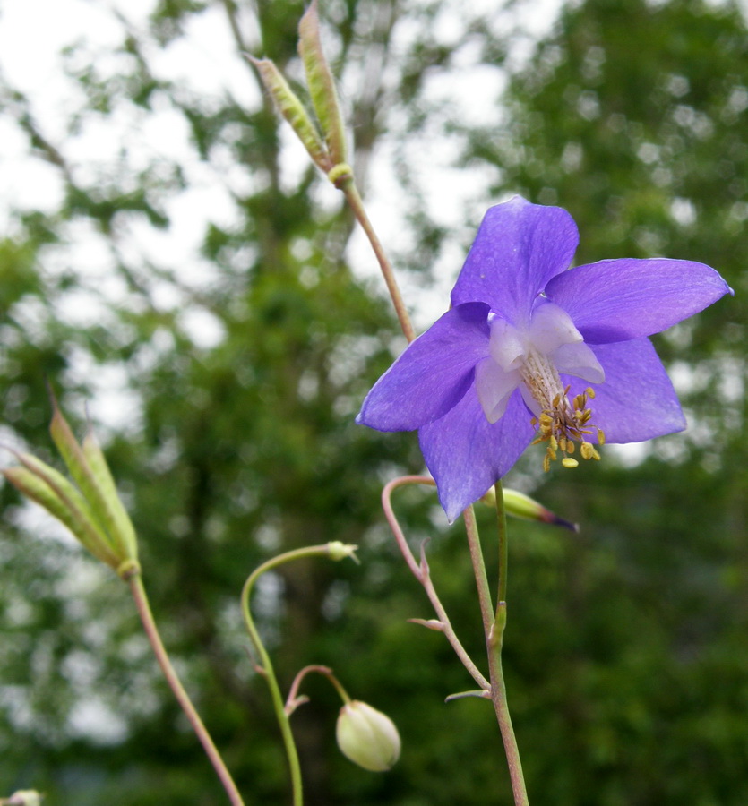 Изображение особи Aquilegia parviflora.