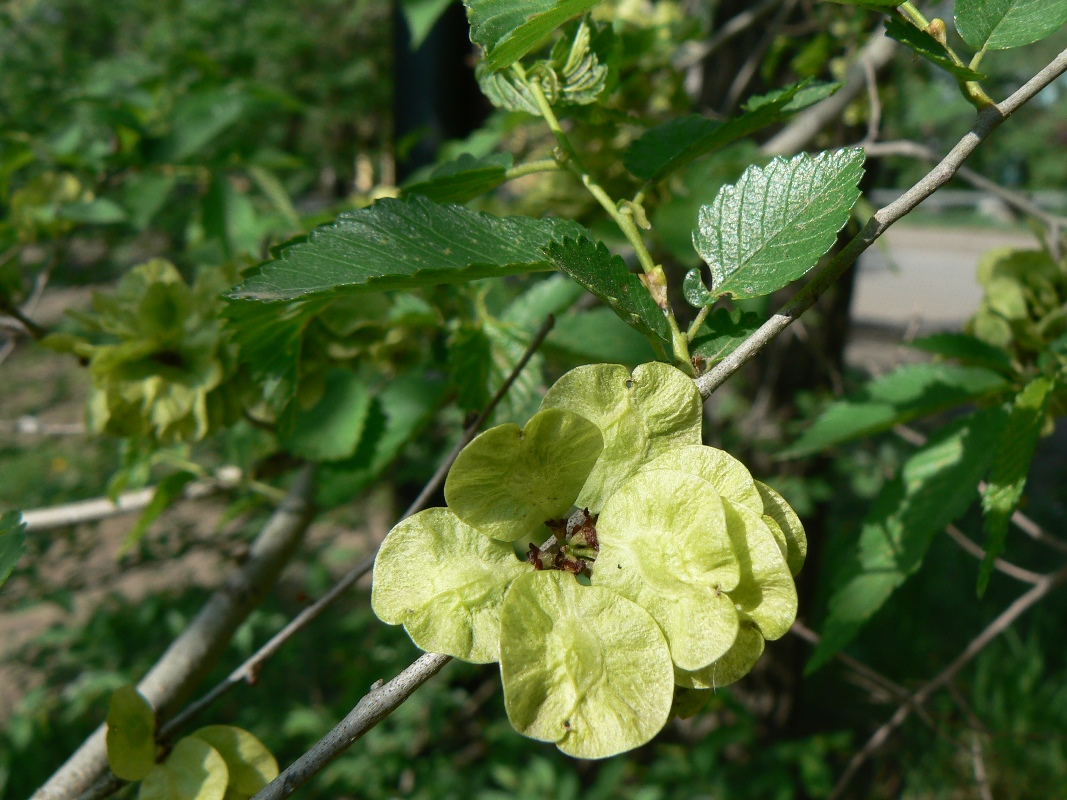 Изображение особи Ulmus pumila.
