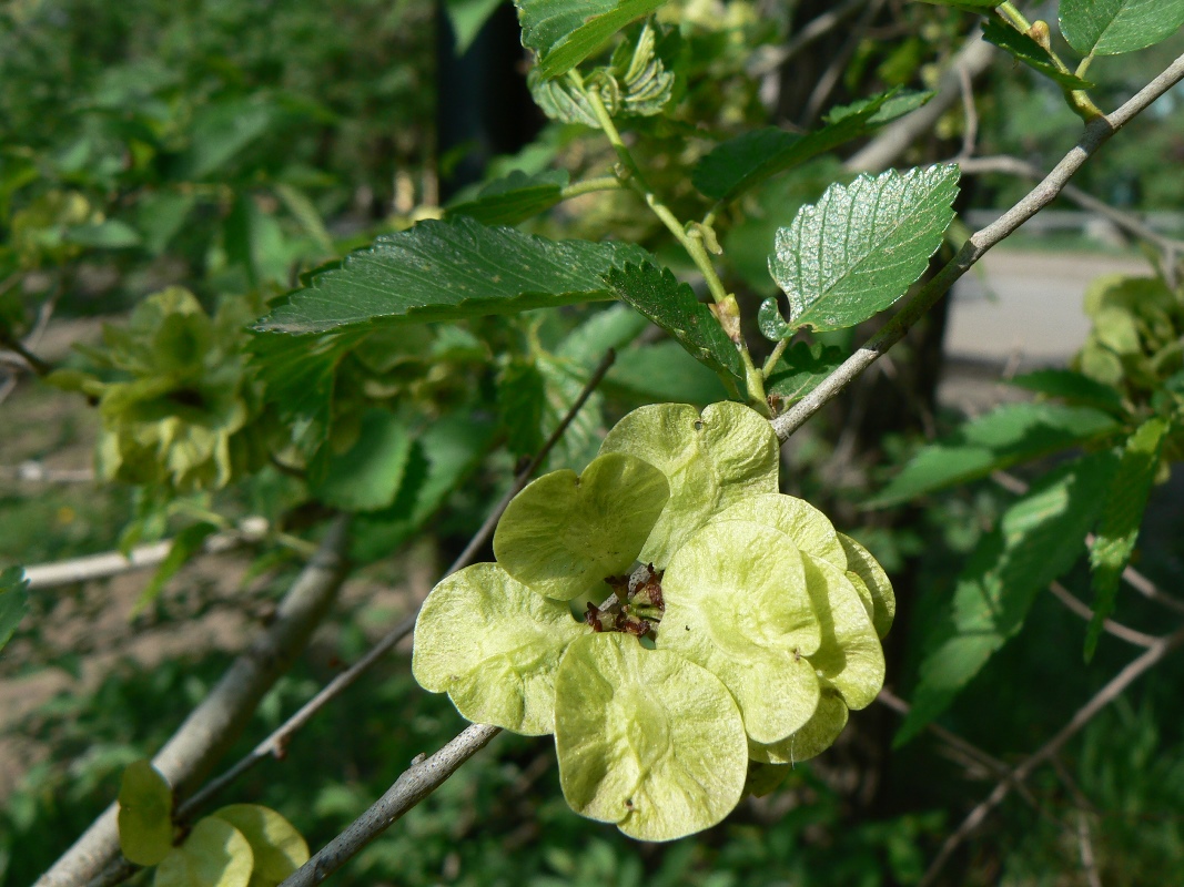 Image of Ulmus pumila specimen.